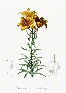 Les Liliacees 1805 HQ Orig