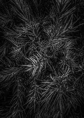 spiky plant texture