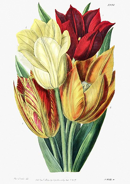 Tulips In Warm Color Poste