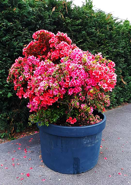 Azalea pot