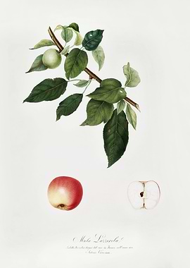 Pomona Italiana 1839HQOrig