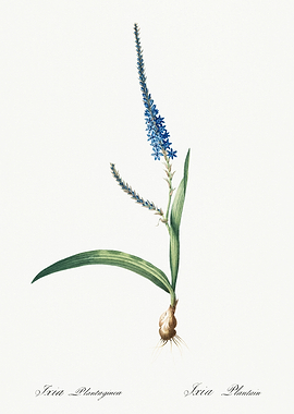 Les Liliacees 1805 HQ Orig