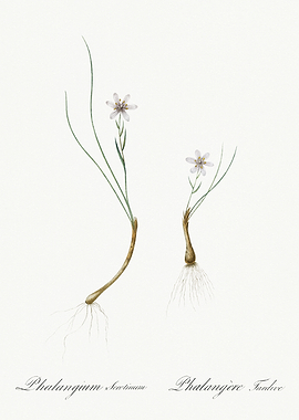 Les Liliacees 1805 HQ Orig