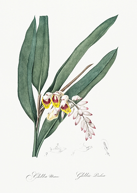 Les Liliacees 1805 HQ Orig