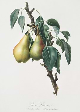 Lemon Pear Pyrus Limonia F