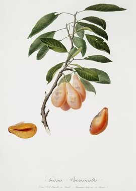 Pomona Italiana 1839HQOrig