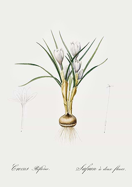 Les Liliacees 1805 HQ Orig