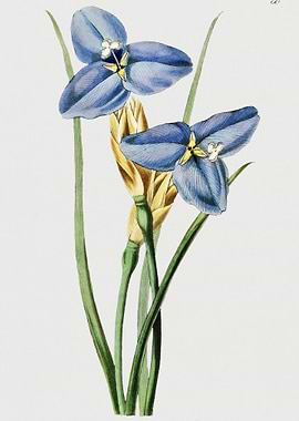 Blue Iris Vintage Poster