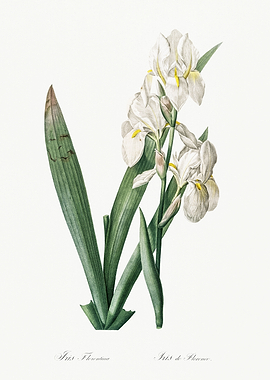 Les Liliacees 1805 HQ Orig