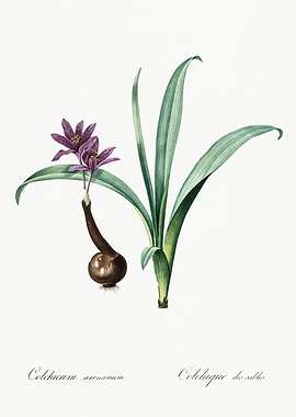 Les Liliacees 1805 HQ Orig