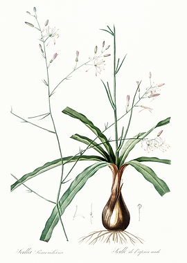 Les Liliacees 1805 HQ Orig