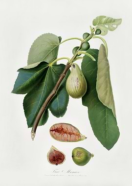 Pomona Italiana 1839HQOrig