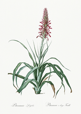 Les Liliacees 1805 HQ Orig