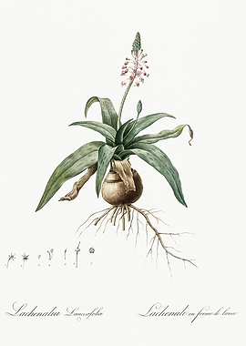 Les Liliacees 1805 HQ Orig