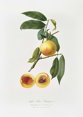 Peach Prunus Persica From