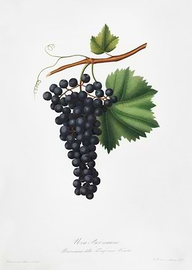 Berzemina Grape Vites Vene