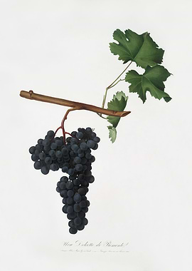 Pomona Italiana 1839HQOrig