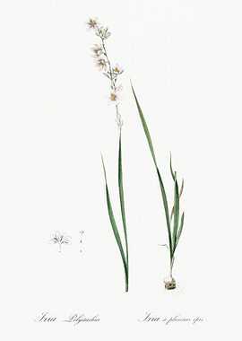 Les Liliacees 1805 HQ Orig