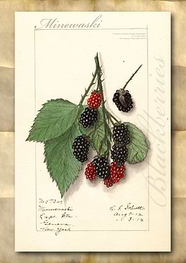 Blackberry watercolor