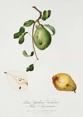 Pomona Italiana 1839HQOrig