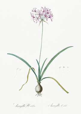 Les Liliacees 1805 HQ Orig