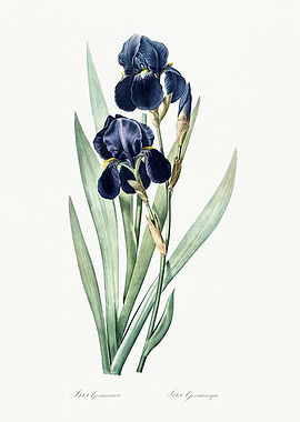 Les Liliacees 1805 HQ Orig