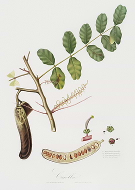 Carob Ceratonia From Pomon