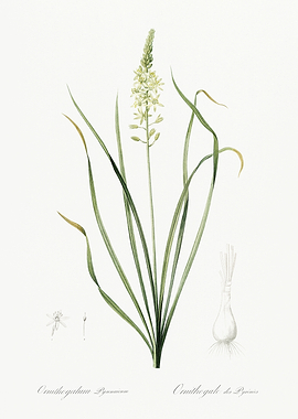 Les Liliacees 1805 HQ Orig