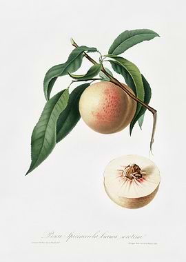 Peach Persica Julodermis F