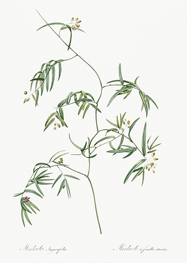 Les Liliacees 1805 HQ Orig