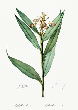 Les Liliacees 1805 HQ Orig