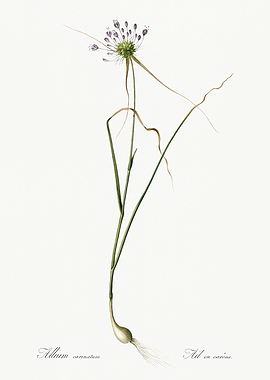 Les Liliacees 1805 HQ Orig