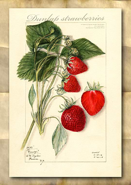 Strawberries watercolor