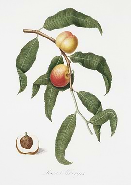 Peach Persica Alberges Fro