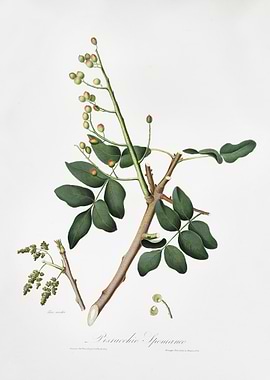 Pistachio Pistacia Vera Fr