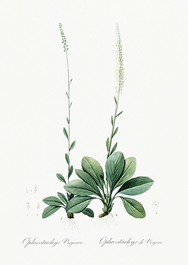 Les Liliacees 1805 HQ Orig