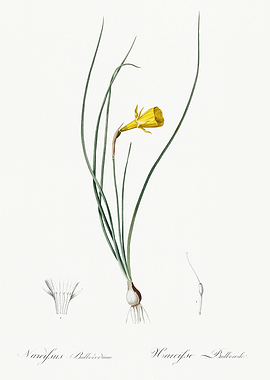 Les Liliacees 1805 HQ Orig