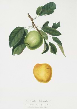 Apple Malus Pumila From Po