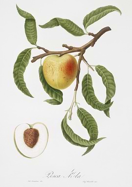 Peach Persica MaliFormis F