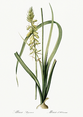 Les Liliacees 1805 HQ Orig