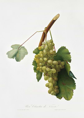 Grape Vine Vitis Vinifera