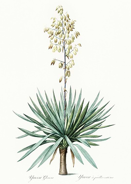 Les Liliacees 1805 HQ Orig