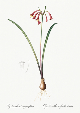 Les Liliacees 1805 HQ Orig