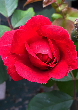 Red rose blossom