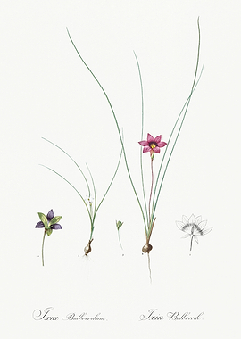 Les Liliacees 1805 HQ Orig