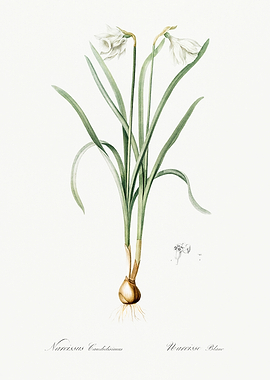 Les Liliacees 1805 HQ Orig