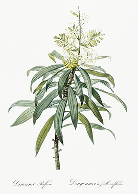 Les Liliacees 1805 HQ Orig