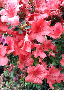 Azalea tree