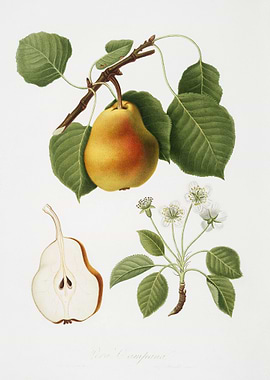 Pear Pyrus Pompeiana From