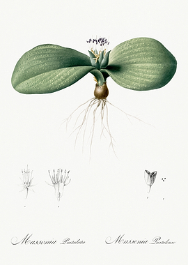 Les Liliacees 1805 HQ Orig